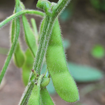 Edamame Soybean Seeds (Organic)