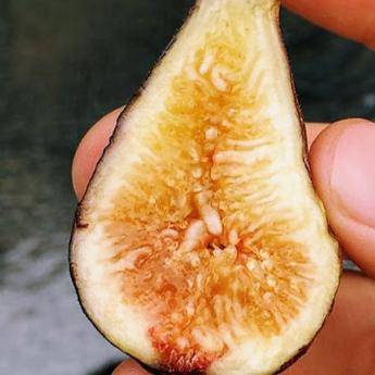 Lyndhurst White (rooted)