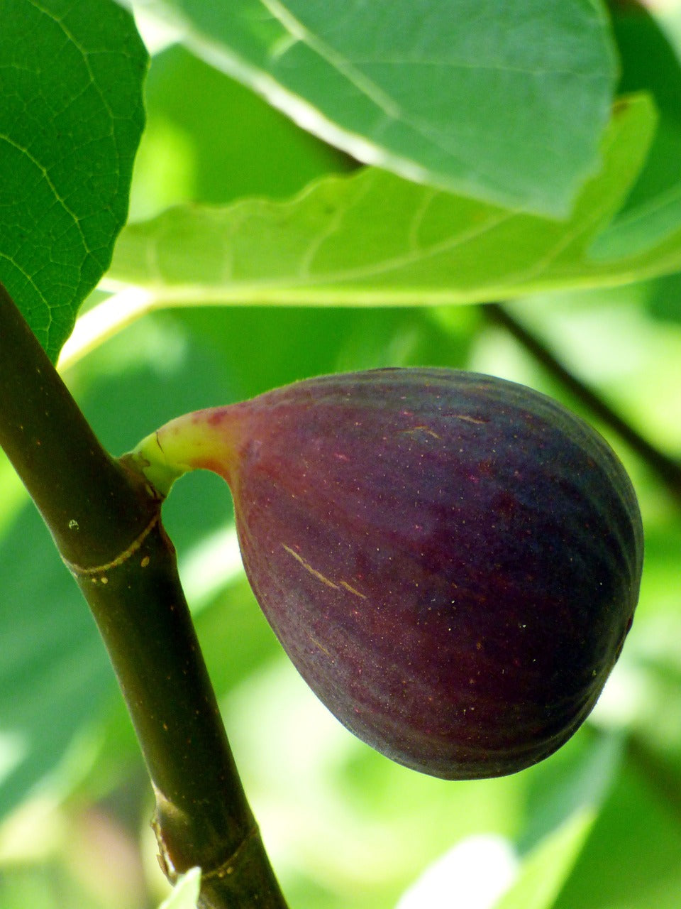 Rooted Figs – Page 2 – The American Fig Company
