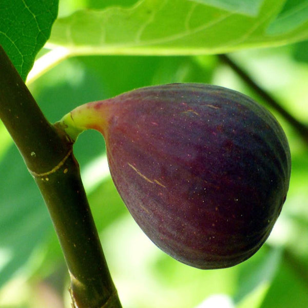 Letizia (Cuttings) – The American Fig Company