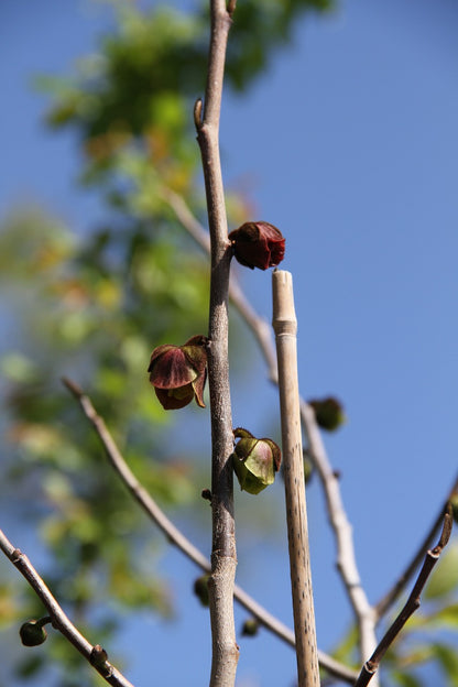 Pawpaw Tree