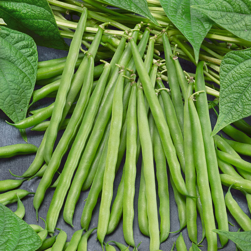 French Garden Bean Seeds (Organic)