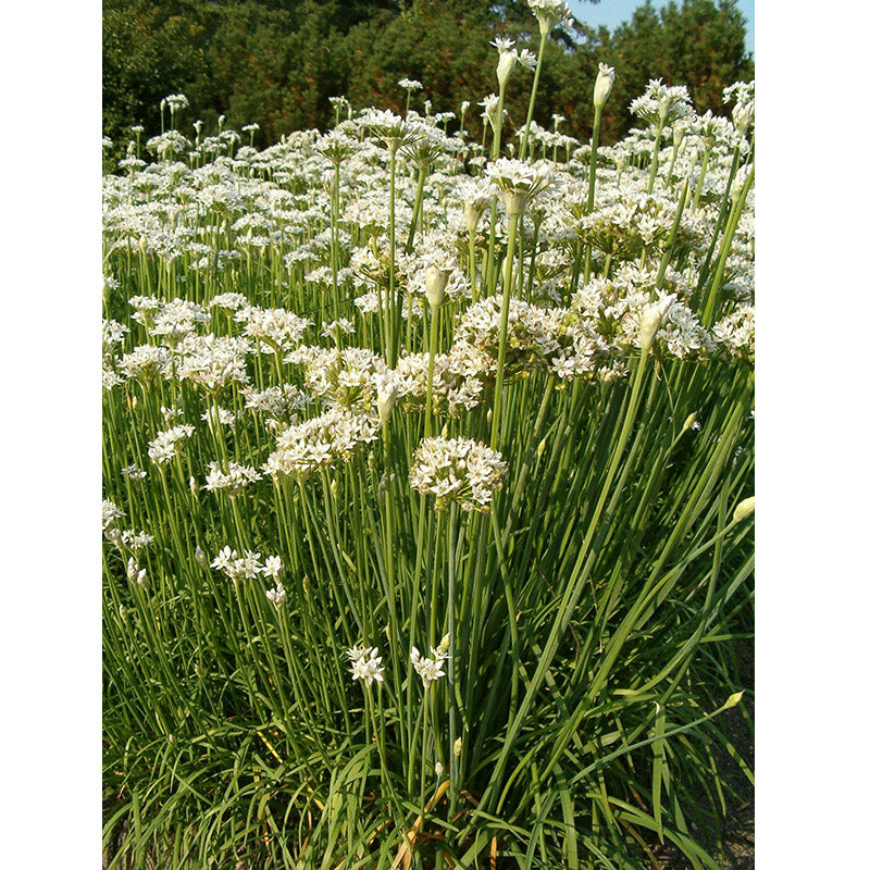 Garlic Chives Seeds (Organic)