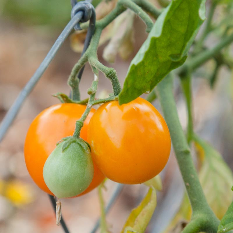 Gold Nugget Tomato Seeds (Organic)