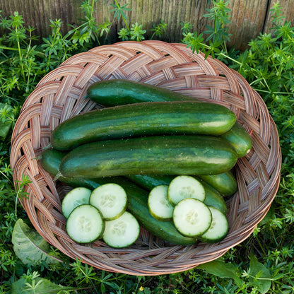 Green Finger Cucumber Seeds (Organic)