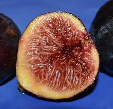 Honey Plum (rooted)