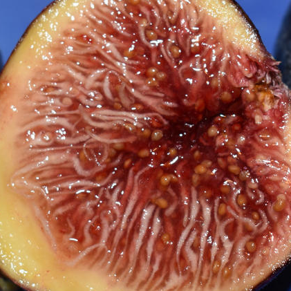 Honey Plum (Cuttings)