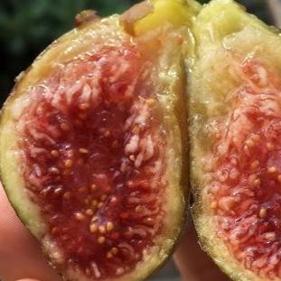 Figs La Riata Rigata Rossa (Cuttings) – The American Fig Company
