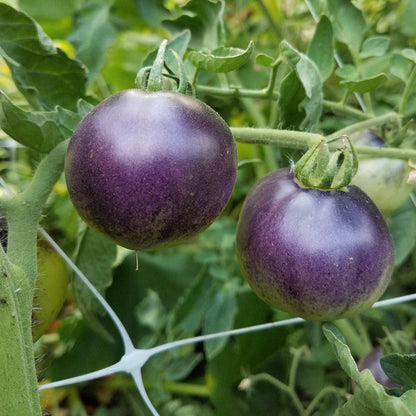 Indigo Apple Tomato Seeds (Organic)