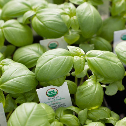 Genovese Basil Seeds (Organic)