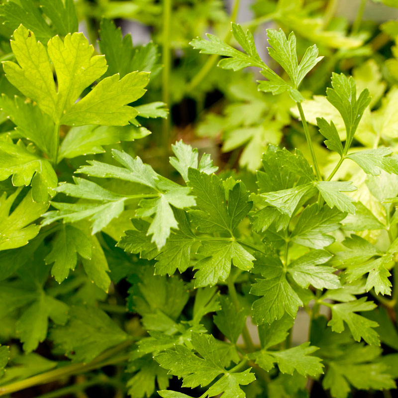 Italian Parsley Seeds (Organic)