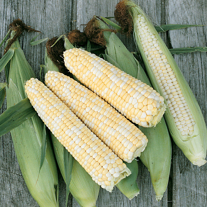 Double Standard Corn Seeds (Organic)