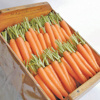 Napoli Carrot Seeds (Organic)