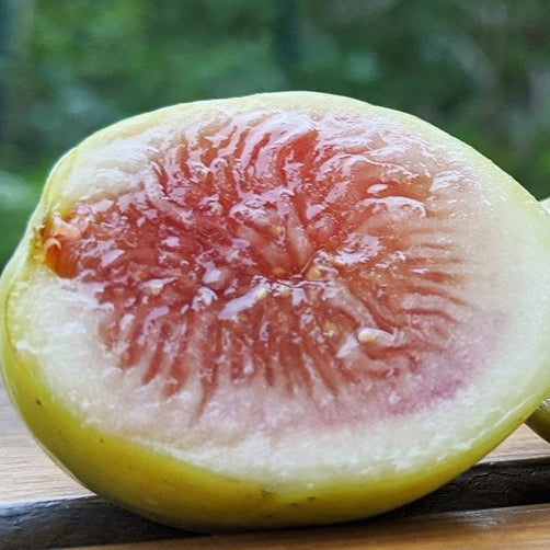 Jurupa (Cuttings)