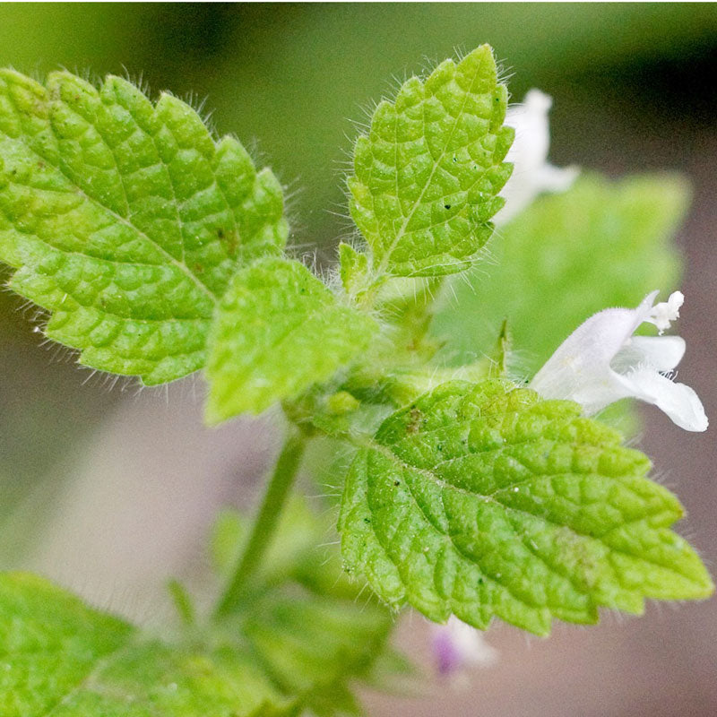 Lemon Balm (Organic)