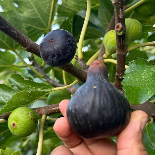 Black Spanish (Cuttings)