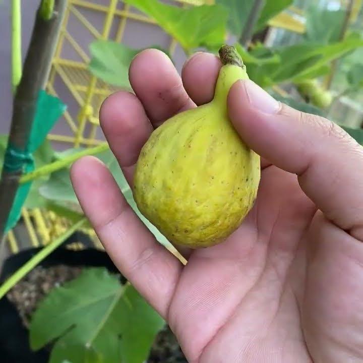Fico Palazzo (rooted)