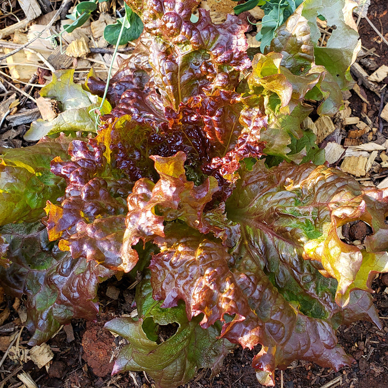 New Red Fire Lettuce (Organic)