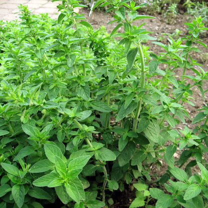 Italian Oregano Seeds (Organic)