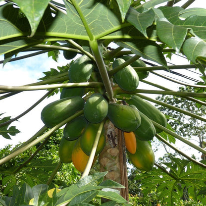 Sunset Papaya