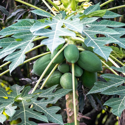 Strawberry Papaya