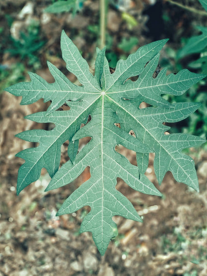 Sunset Papaya