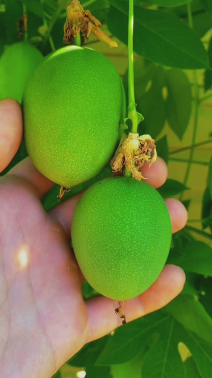 Hardy Passion Fruit (Maypop)