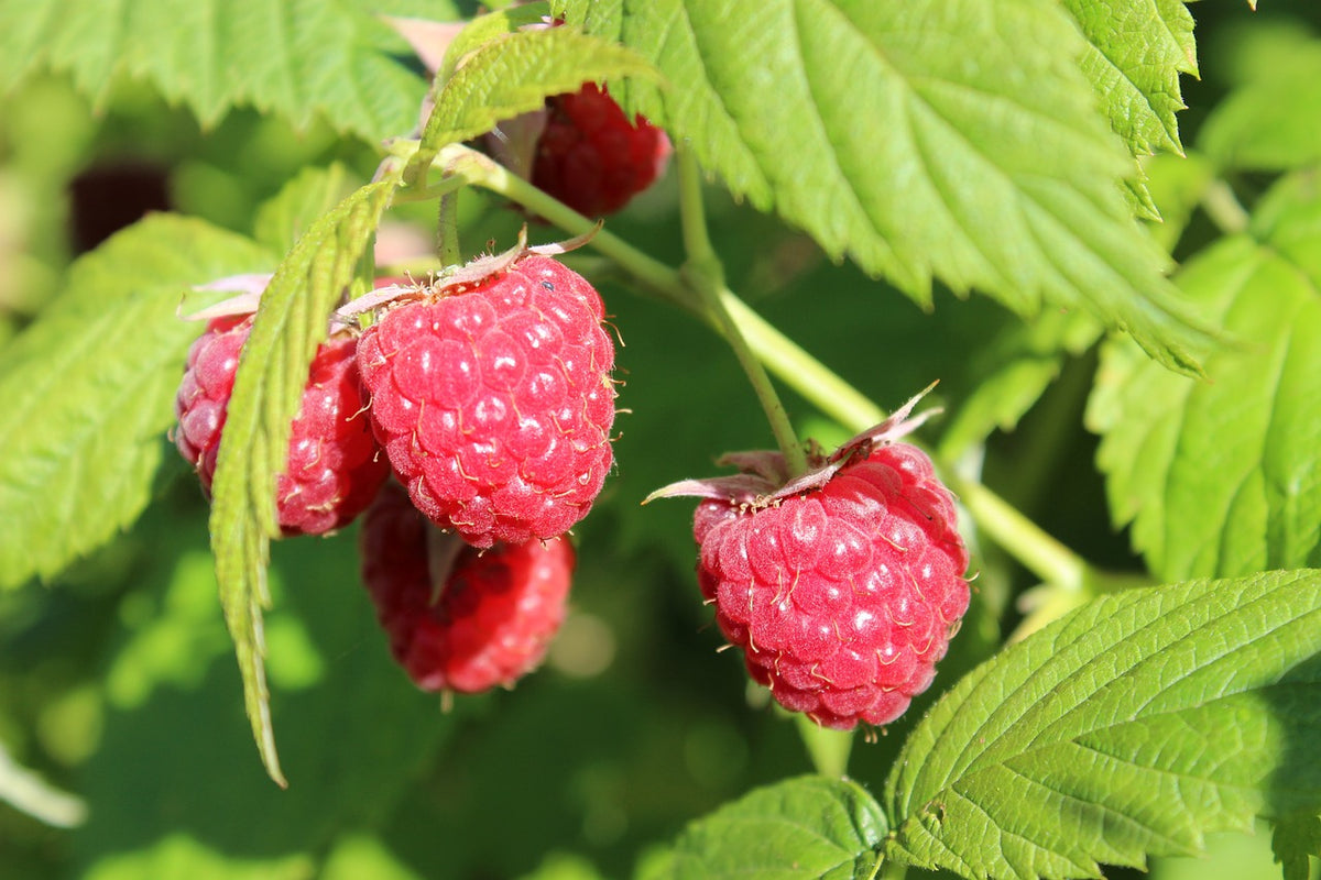 Thorless Rasberry English Thornless Raspberry – The American Fig Company