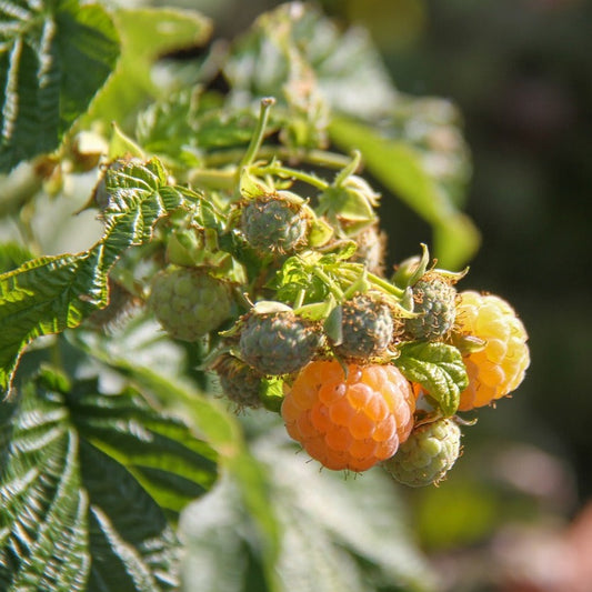 Fall Gold Raspberry Specimen Raspberries – The American Fig Company