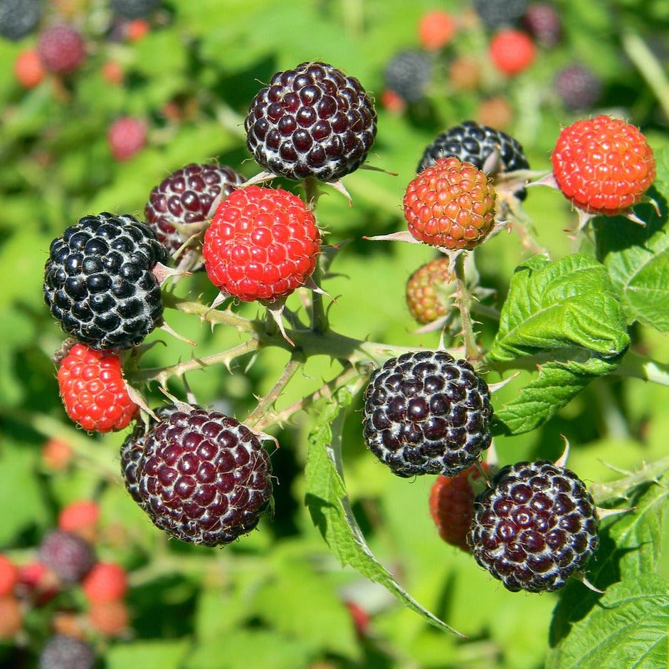 Bravo Raspberry Black Delicious Raspberry – The American Fig Company