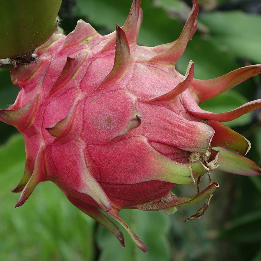 Keep Your Dragon Fruit Alive: Light, Water & Care Instructions Keep Your Dragon Fruit Alive: Light, Water & Care Instructions