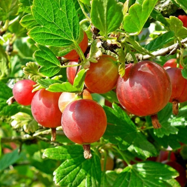 Red George Gooseberry (rooted)