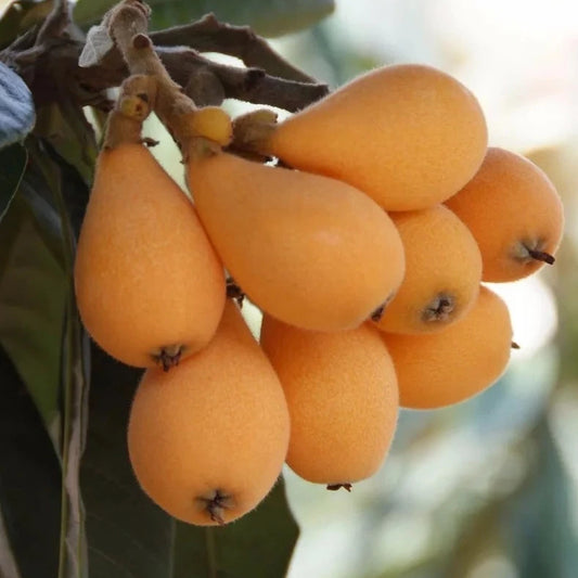 Golden Nugget Loquat