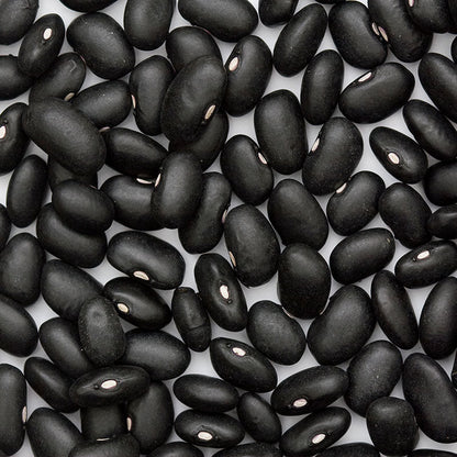 Black Turtle Bush Bean Seeds (Organic)