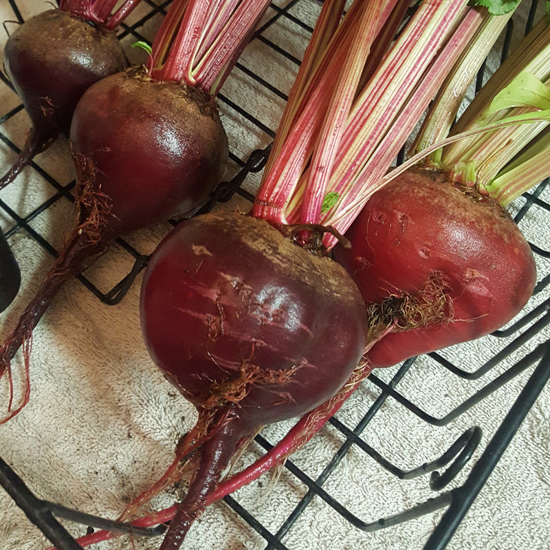 Early Wonder Tall Beet Seeds (Organic)