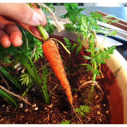 Little Finger Carrot Seeds (Organic)