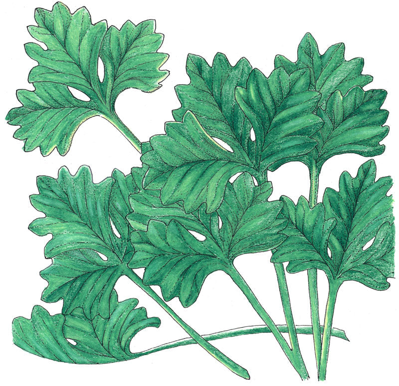 Cilantro Seeds (Organic)