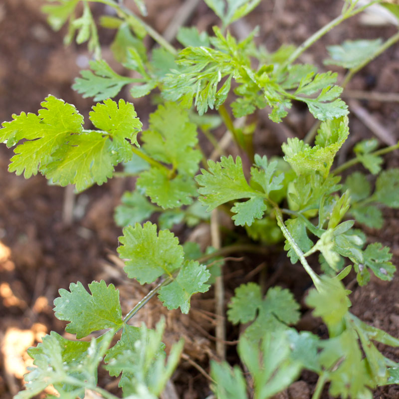 Cilantro Seeds (Organic)