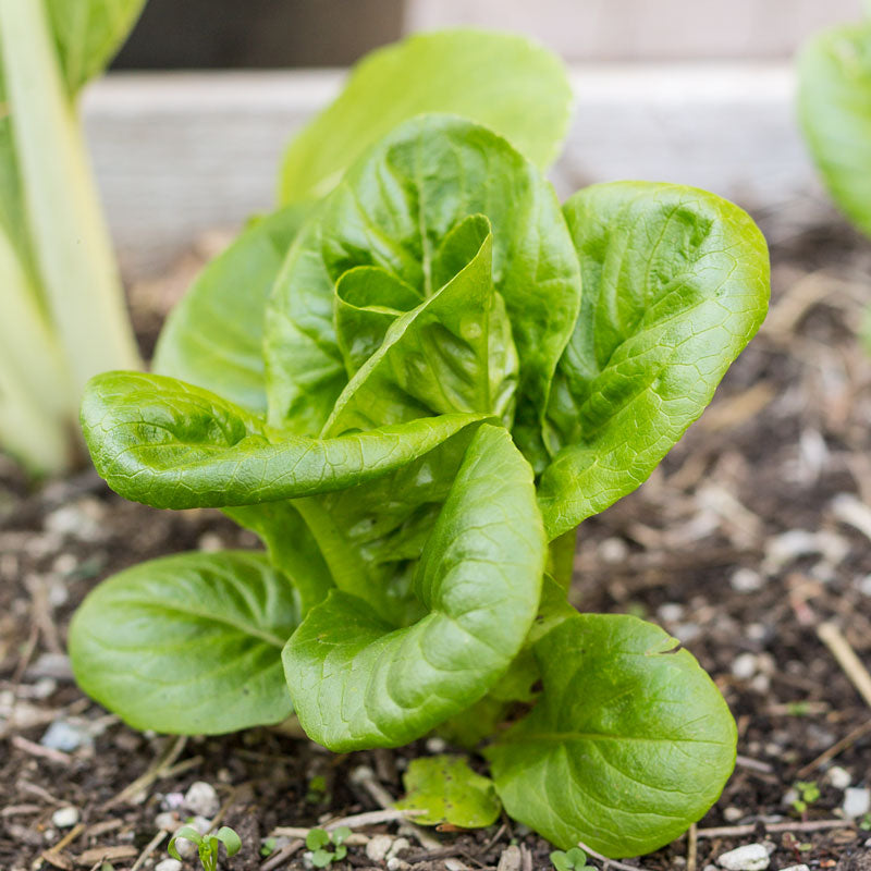 Little Gem Lettuce Seeds (Organic)