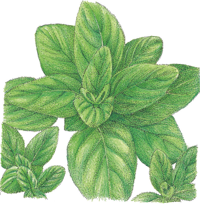 Italian Oregano Seeds (Organic)