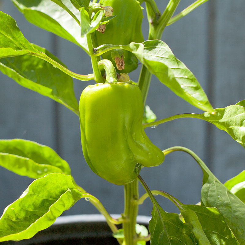 Cal Wonder Sweet Pepper Seeds (Organic)