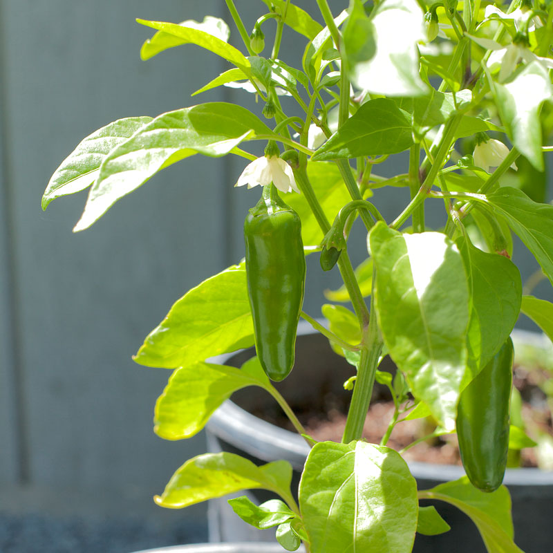 Hot Jalapeo Early Pepper Seeds (Organic)