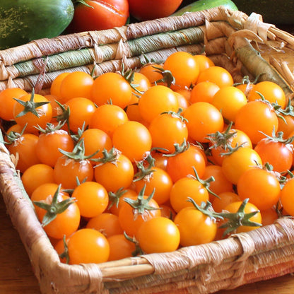 Gold Nugget Tomato Seeds (Organic)