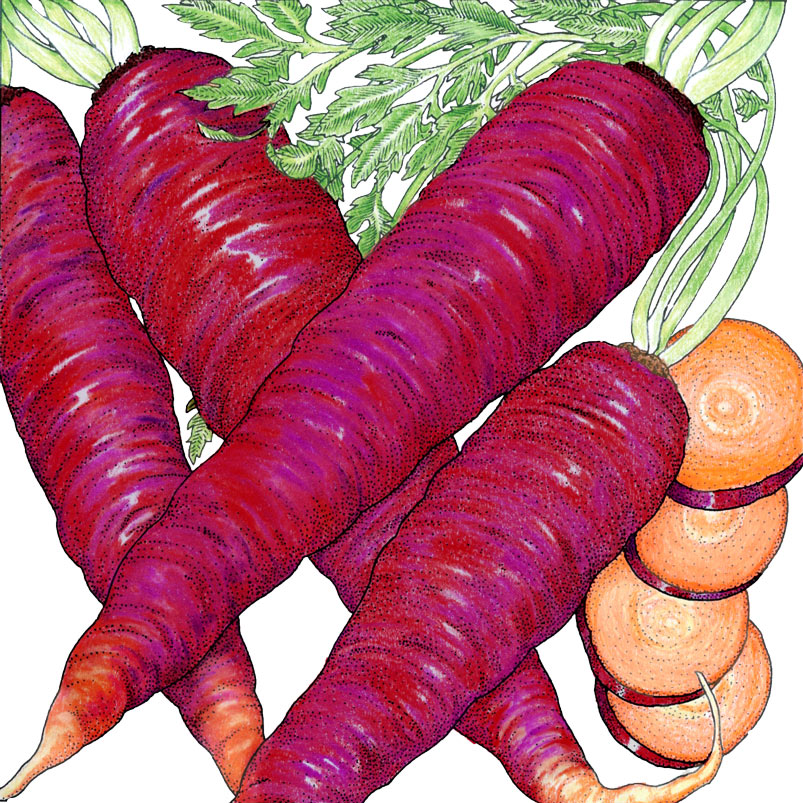 Cosmic Purple Carrot Seeds (Organic)