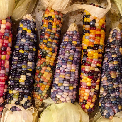 Glass Gem Corn Seeds (Organic)