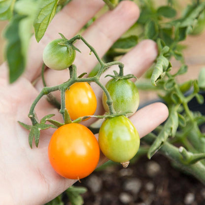 Gold Nugget Tomato Seeds (Organic)