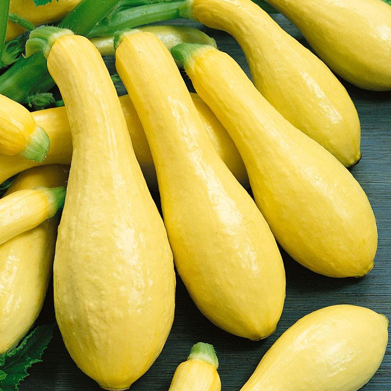 Early Straightneck Summer Squash Seeds (Organic)