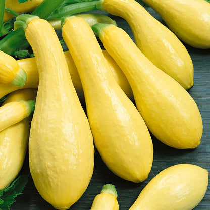 Early Straightneck Summer Squash Seeds (Organic)