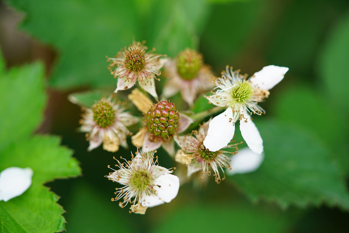 Thronless Raspberry Plants English Thornless Raspberry – The American Fig Company