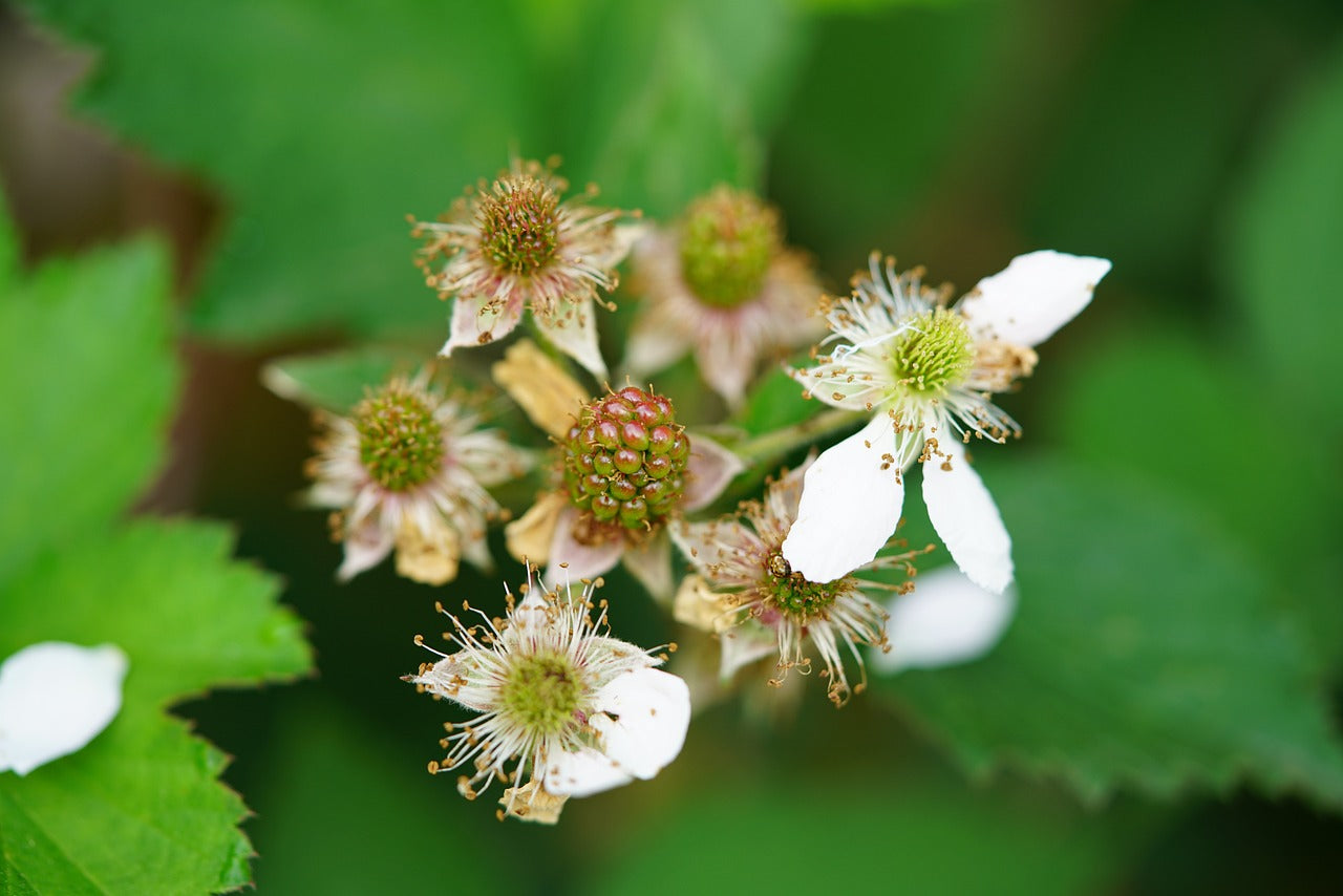 English Thornless Raspberry